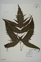 藏品(三叉蕨)的圖片