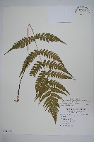 藏品(東洋蹄蓋蕨、假蹄蓋蕨)的圖片