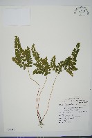 藏品(海島陵齒蕨)的圖片