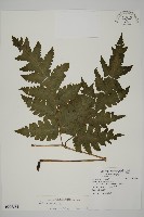 藏品(陰地三叉蕨)的圖片