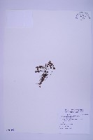 藏品(銀杏葉鐵角蕨)的圖片