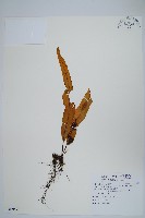 藏品(粵瓦葦)的圖片