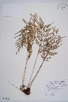 藏品(威氏鐵角蕨)的圖片