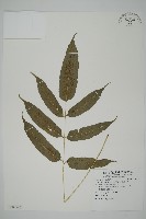 藏品(華鳳丫蕨)的圖片