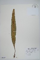 藏品(扇蕨)的圖片