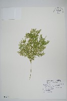 藏品(密葉卷柏)的圖片