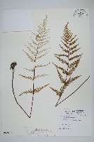 藏品(粉葉蕨)的圖片