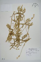 藏品(石松)的圖片