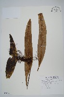 藏品(扇蕨)的圖片