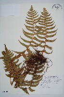 藏品(鞭葉耳蕨)的圖片