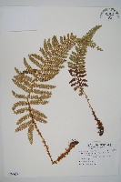 藏品(尖葉耳蕨)的圖片