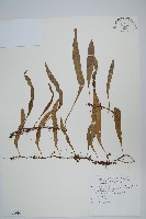 藏品(骨牌蕨)的圖片