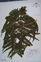 藏品(粗毛鱗蓋蕨)的圖片