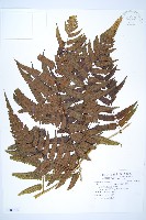 藏品(廣葉鋸齒雙蓋蕨)的圖片