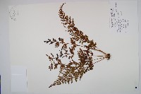 藏品(烏蕨)的圖片