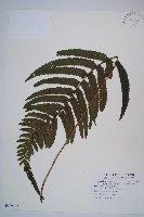 藏品(邊緣鱗蓋蕨)的圖片