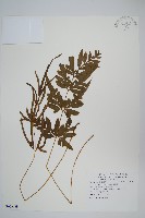 藏品(箭葉鳳尾蕨)的圖片