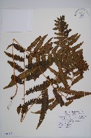 藏品(邊緣鱗蓋蕨)的圖片