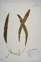 藏品(單葉雙蓋蕨)的圖片