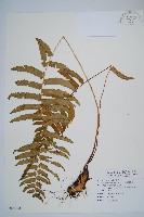 藏品(桫欏鱗毛蕨)的圖片