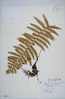 藏品(桫欏鱗毛蕨)的圖片