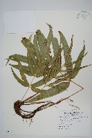 藏品(大葉鳳尾蕨)的圖片