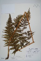 藏品(粗毛金星蕨)的圖片