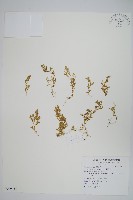 藏品(膜葉卷柏)的圖片