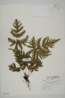 藏品(薄葉三叉蕨)的圖片