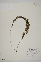 藏品(鞭葉鐵線蕨)的圖片