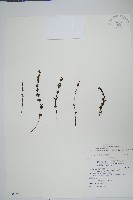 藏品(細葉碎米蕨)的圖片