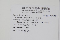 藏品(疏葉卷柏)的圖片