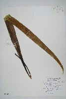 藏品(星蕨)的圖片