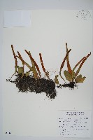 藏品(抱樹石葦)的圖片