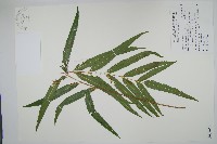 藏品(粗齒革葉紫萁)的圖片