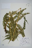 藏品(傅氏鳳尾蕨)的圖片