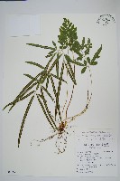 藏品(箭葉鳳尾蕨)的圖片