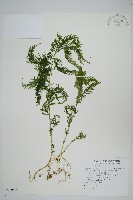 藏品(全緣卷柏)的圖片