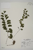 藏品(半月形鐵線蕨)的圖片