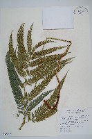 藏品(細葉複葉耳蕨)的圖片