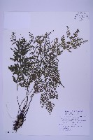 藏品(尖葉鐵角蕨)的圖片