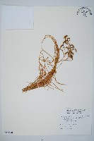 藏品(木賊葉石松)的圖片