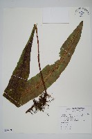 藏品(大星蕨)的圖片