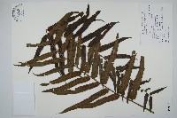 藏品(長葉腎蕨)的圖片