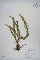 藏品(翅軸假金星蕨、短柄卵果蕨)的圖片