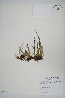 藏品(姬書帶蕨)的圖片