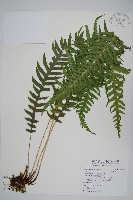 藏品(翅軸假金星蕨、短柄卵果蕨)的圖片