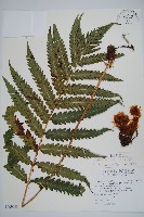 藏品(日本狗脊蕨)的圖片