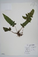 藏品(威氏聖蕨)的圖片