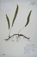 藏品(單葉雙蓋蕨)的圖片